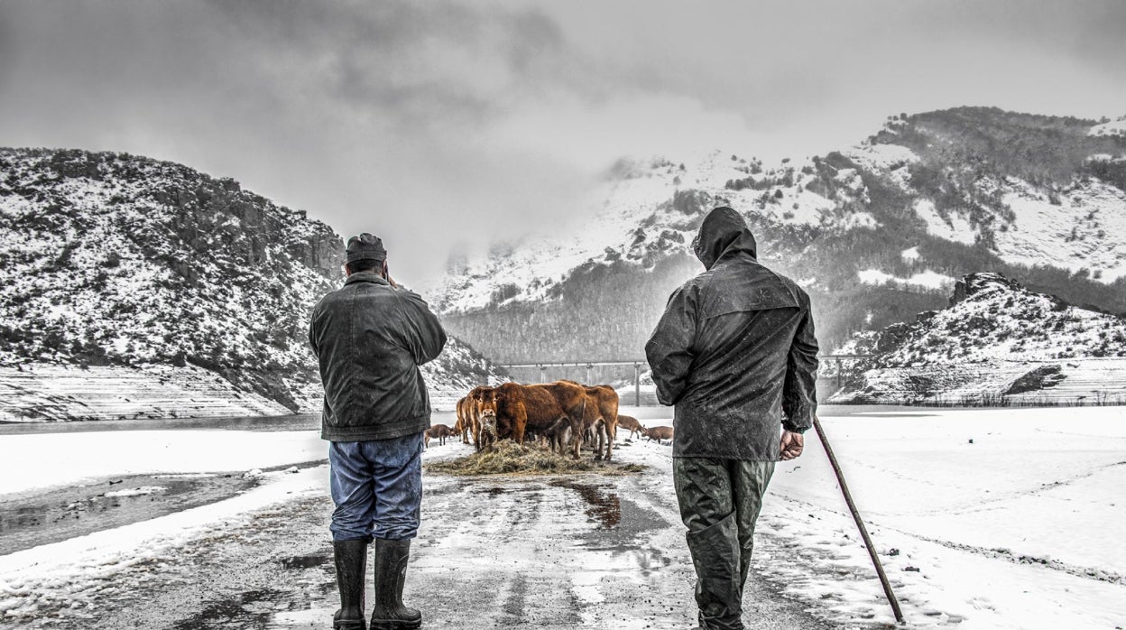 El sector de la carne de vacuno genera más de 132.000 puestos de trabajo directos en zonas rurales ayudando a frenar la despoblación