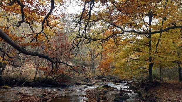 Comienza la nueva iniciativa de reforestación para ampliar la población de hayas en la Sierra del Rincón