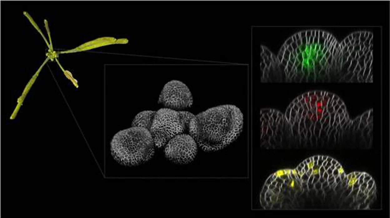 Imagen de una inflorescencia (izquierda), del meristemo en 3D (centro) y, a la derecha, proteínas fluorescentes (verde, rojo y amarillo) en cortes longitudinales del meristemo