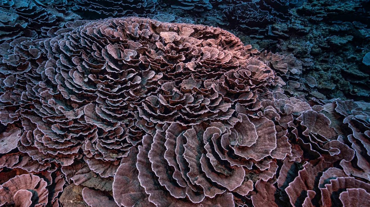 El nuevo arrecife es uno de los mayores del mundo