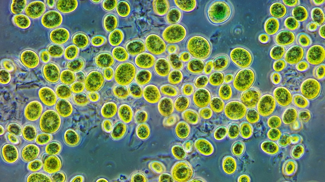 Imagen de unos ejemplares de Chlorella, un alga unicelular común en el suelo.