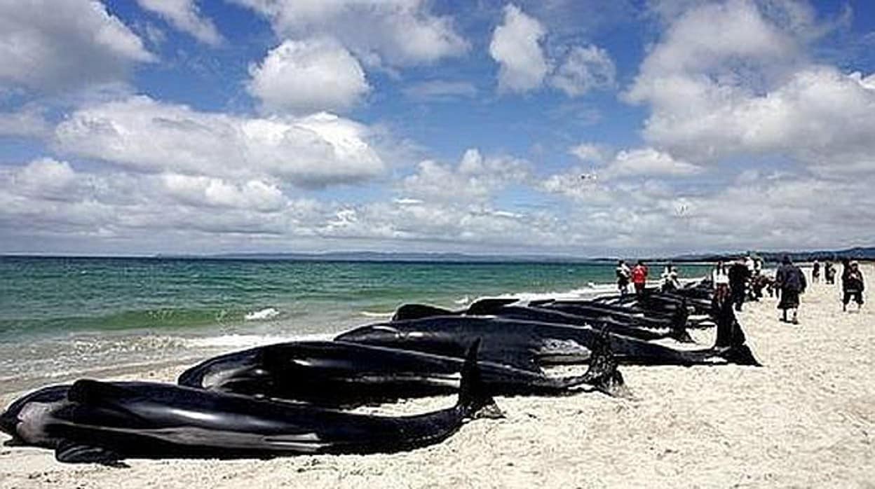 Ballenas varadas en una playa