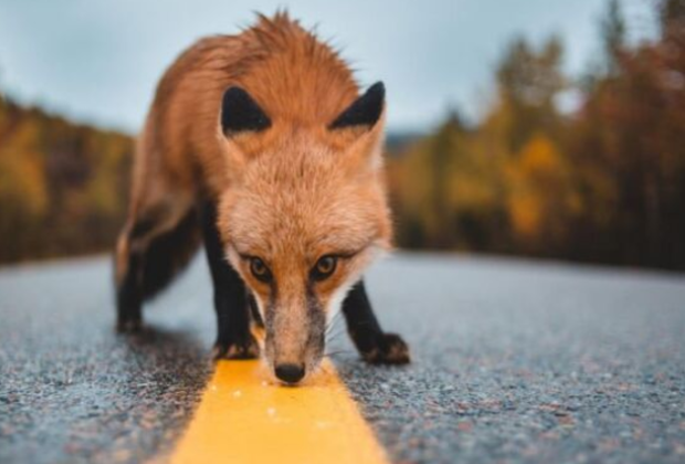 Los siniestros con animales se disparan un 40% más que antes de la pandemia