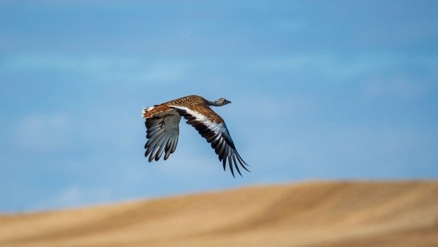 La flexibilidad en los barbechos amenaza a las aves esteparias