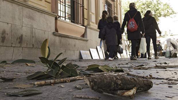 Caida de ramas en el Centro de Sevilla