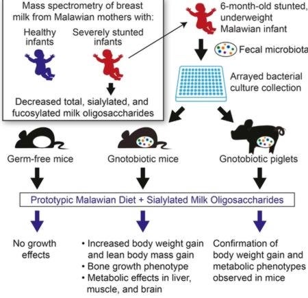 Gráfico de los modelos animales preclínicos para analizar la malnutrición en niños y establecer los componentes claves de la leche materna y su función en la microbiota intestinal