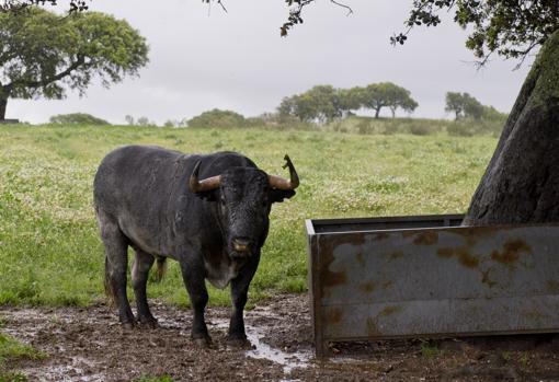 Cobradiezmos, en la finca de Las Tiesas de Victorino Martín