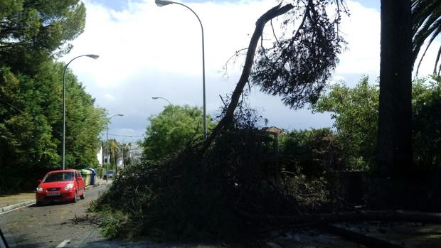 Rama de gran porte caída en la avenida de El Brillante