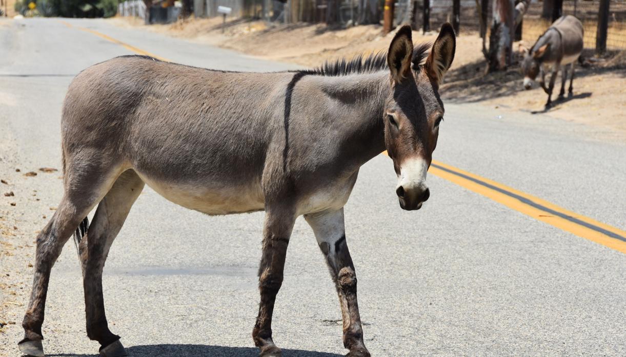 Un burro silvestre cruzando la vía