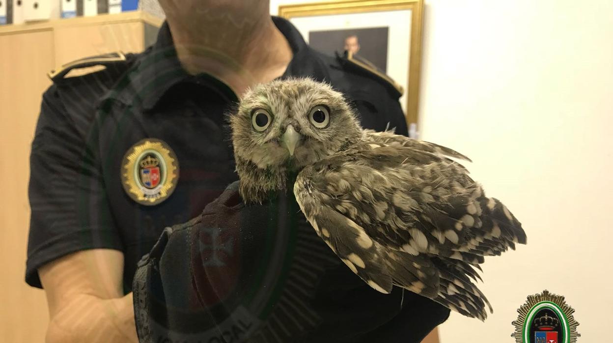 LEl joven que rescató el búho le hizo una primrera cura de la pata herida