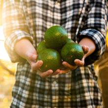 El aguacate es rico en grasas saludables