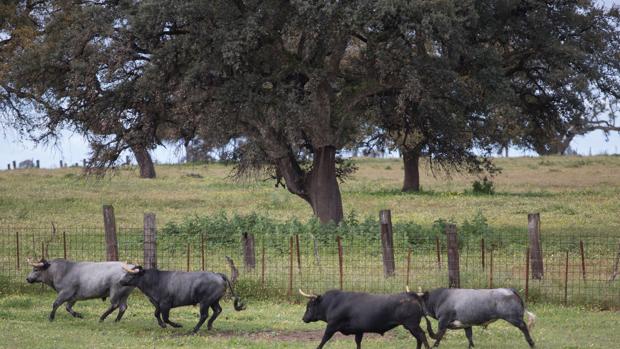 La provincia de Sevilla, cuna del mejor toro