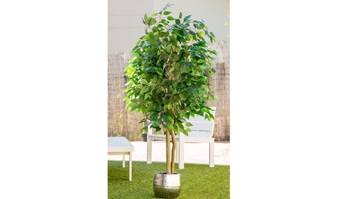 Ficus