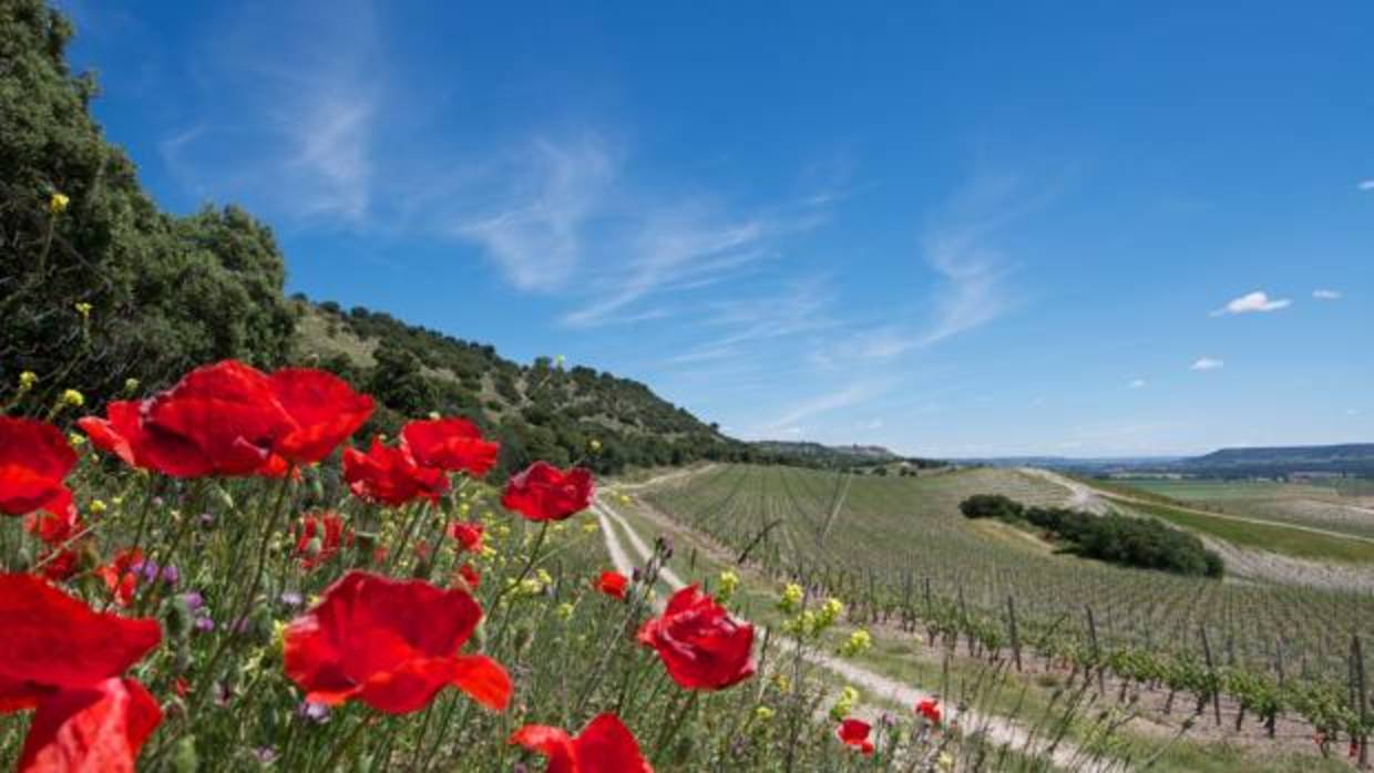 "El campo es una floristería con las flores sin cortar"