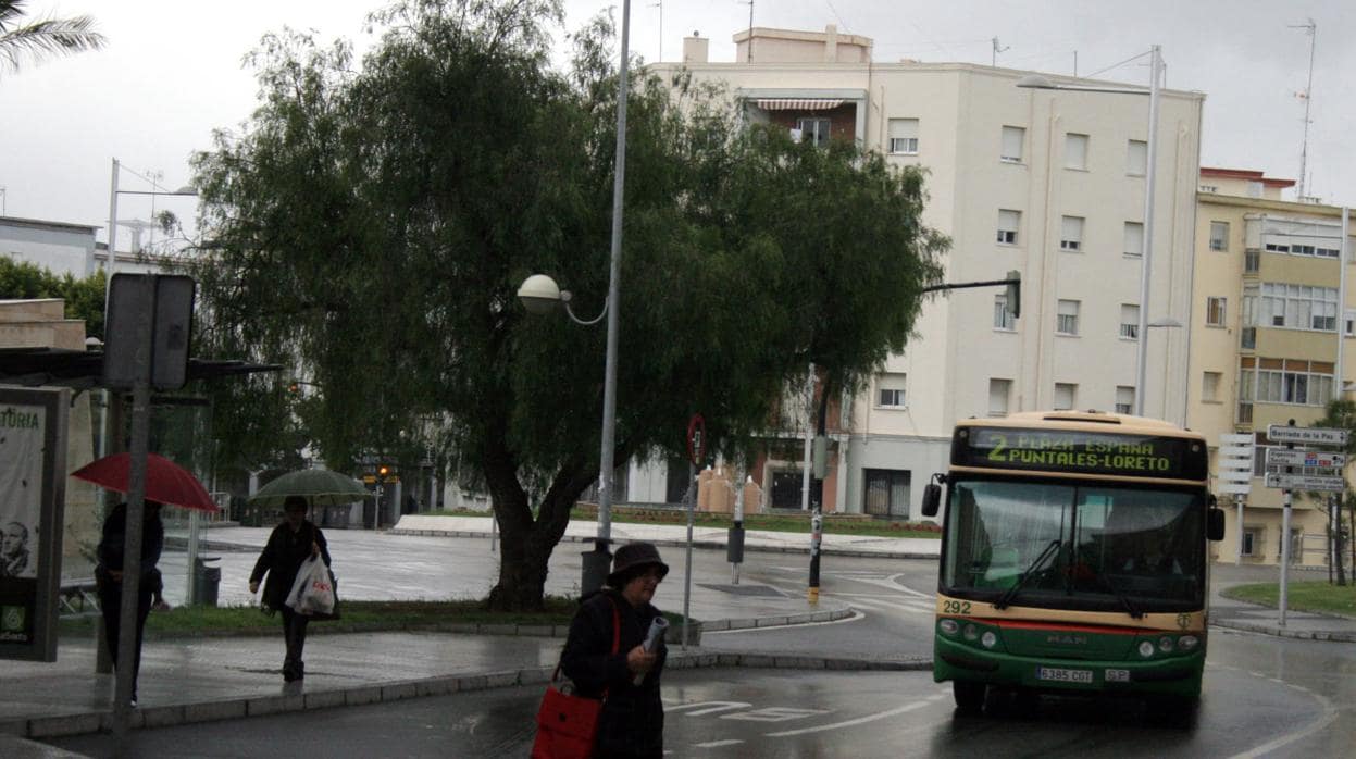 Los árboles de Cádiz serán podados en las próximas fechas.