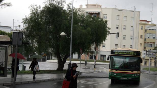 Casi 3.000 árboles de Cádiz pasarán por el 'barbero'