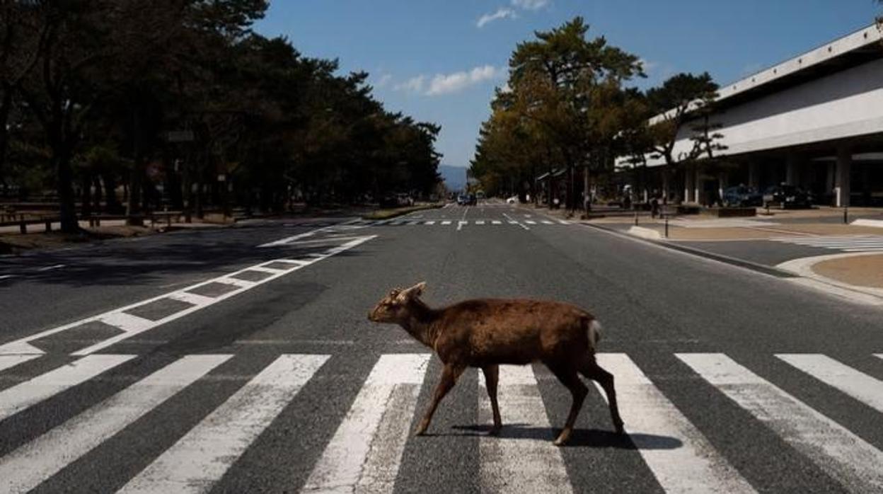 La fauna silvestre explora las urbes por el acceso a alimentos y la falta de predadores