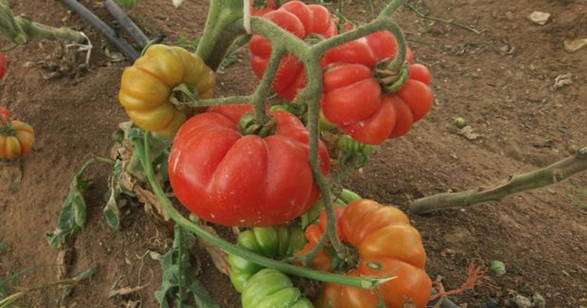 Tomates en una huerta.