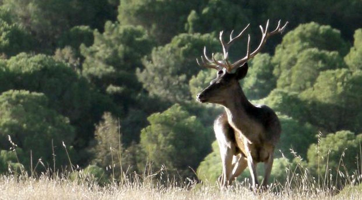 Chapu Apaolaza: La naturaleza no habla, picha