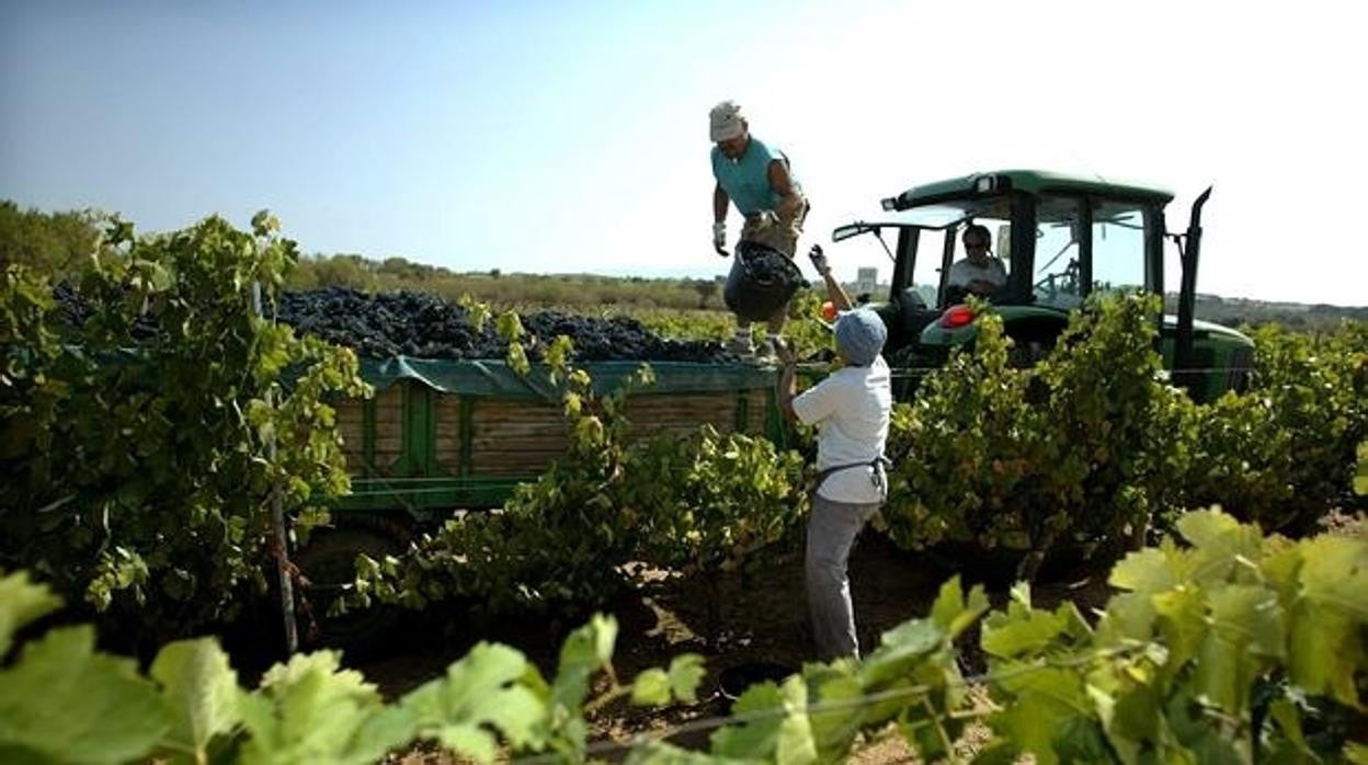 La Voz de Cádiz: Ataque al campo gaditano