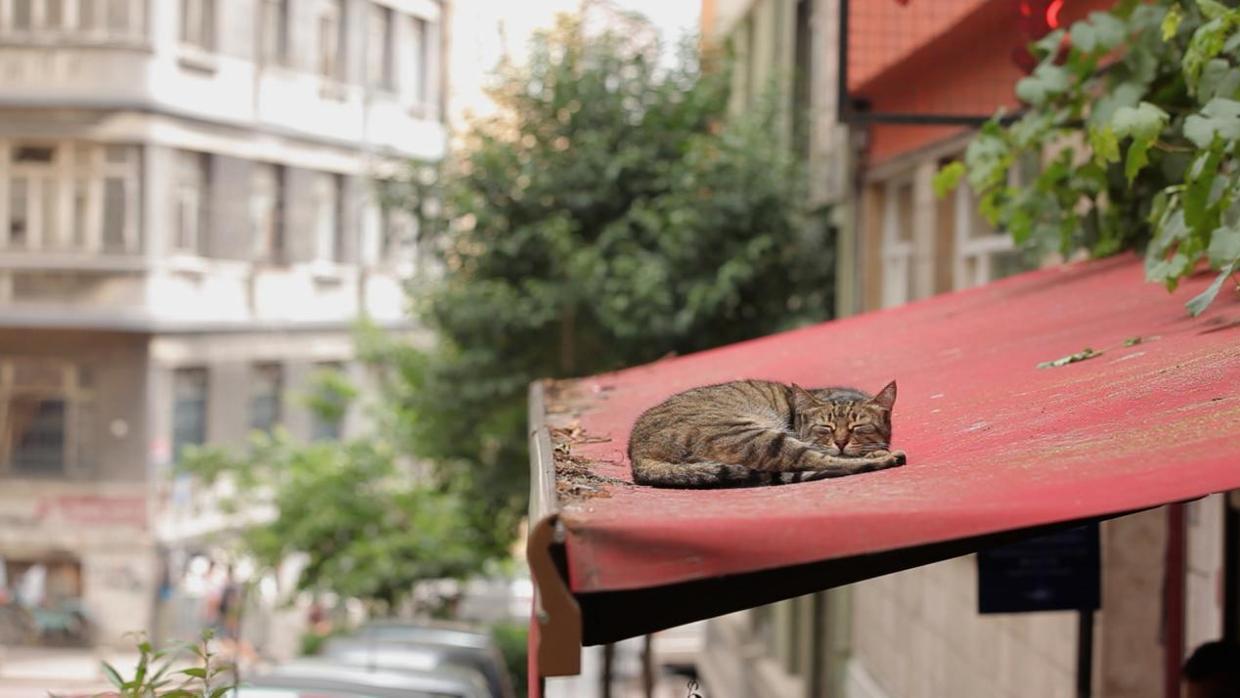 La increíble historia de la marabunta de gatos que deambula por Estambul