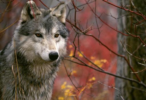 Fotograma de la adpatación de 1991 de «Colmillo Blanco»