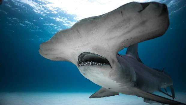 Los peligros y misterios de los tiburones, al descubierto en Discovery