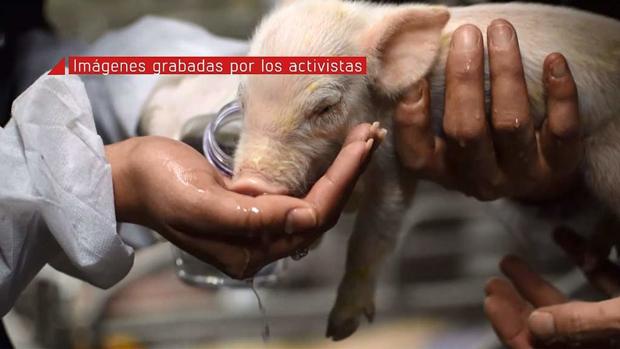 «En el punto de mira» muestra el asalto de un grupo  vegano a una granja de cerdos