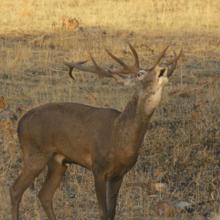 Wild Frank: La berrea