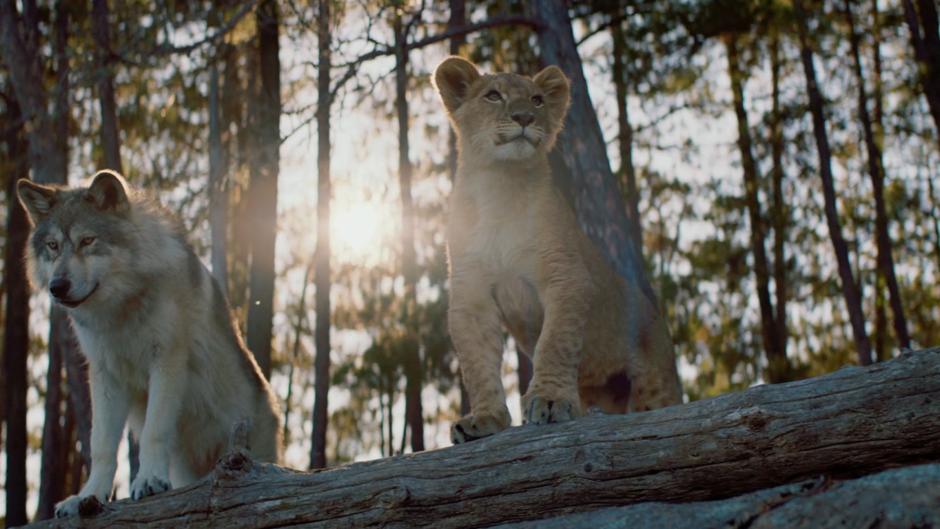 Tráiler en primicia de 'El lobo y el león', la nueva gran aventura del equipo de 'Mia y el león blanco'