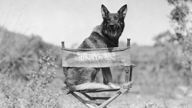 Rin Tin Tin, de la guerra a estrella de Hollywood