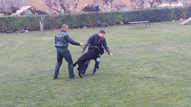 Guardia Civil y UNED presentan al primer perro adiestrado para proteger a las víctimas