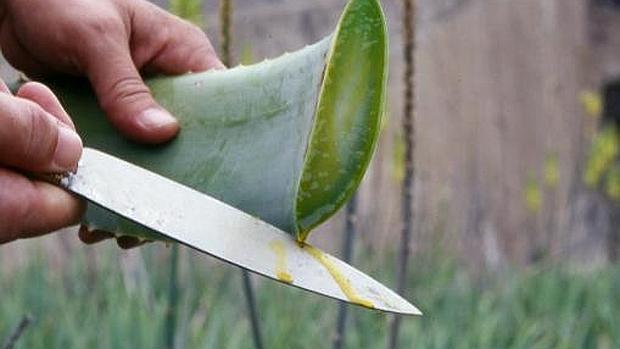 Aloe vera hasta en la sopa