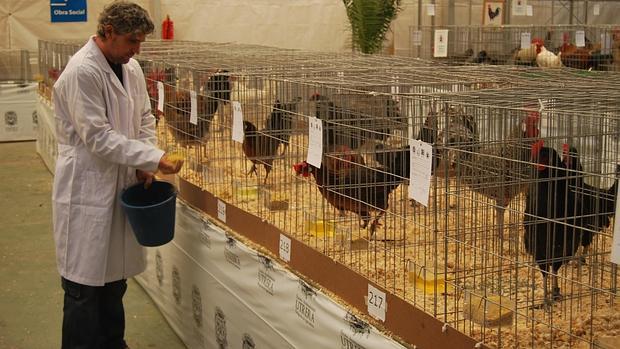 La Feria de la Gallina utrerana consolida una raza de ocho siglos