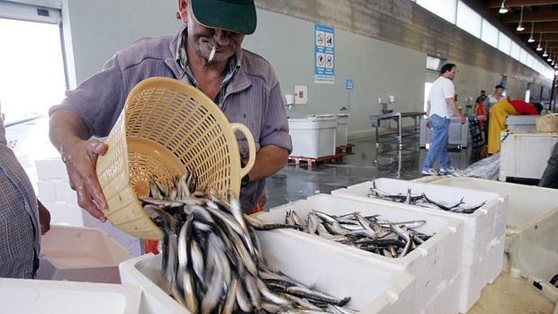 La APBC y el Colegio de Veterinarios colaboran para aumentar las donaciones de pescado a centros benéficos