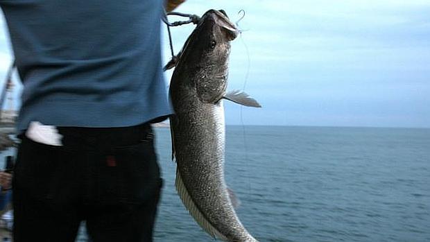 De Torre se compromete a estudiar las demandas de los pescadores de corvina del Golfo de Cádiz