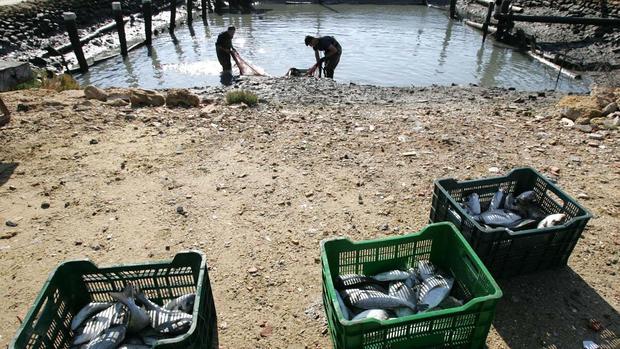 Los furtivos estrechan el cerco sobre los esteros y las salinas de la Bahía de Cádiz