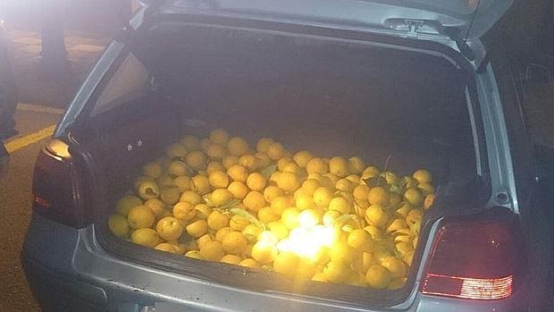 Investigan a cuatro personas por el robo de 200 kilos de naranjas en Algeciras