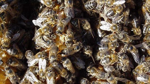 Retiran un enjambre con medio millón de abejas de una calle de La Roda