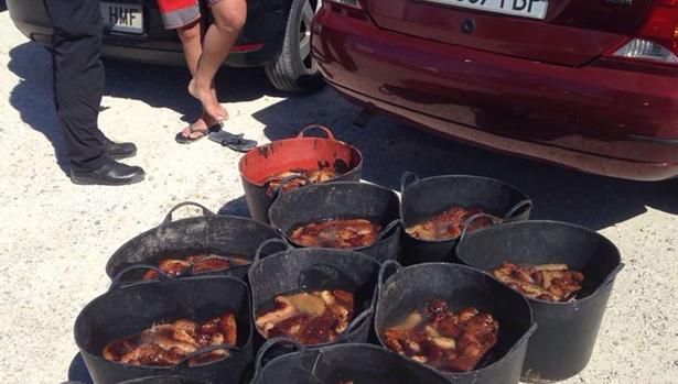 Devueltos al mar unos 200 kilos de pepinos de mar intervenidos en Cádiz