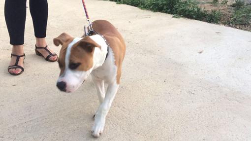 Foto del perro maltratado por su dueña en un balcón en Dos Hermanas