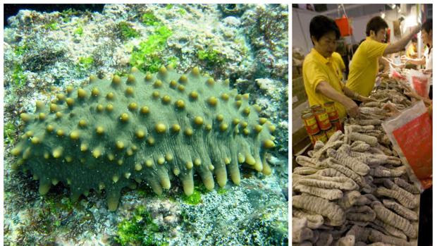 Incautada más de una tonelada de &#039;pepinos de mar&#039; en Cádiz desde el inicio de la temporada de su marisqueo