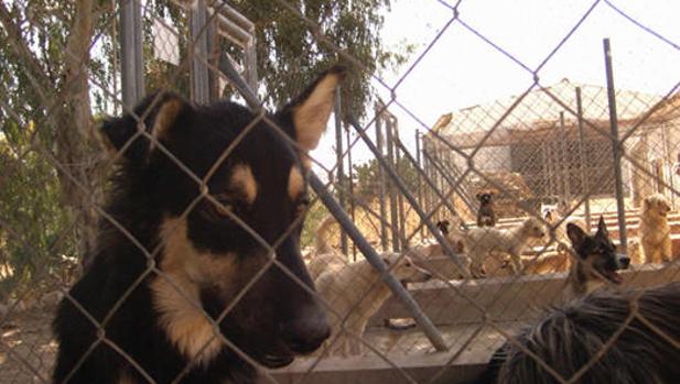 San Fernando impone a la empresa de recogida de animales que no los sacrifique