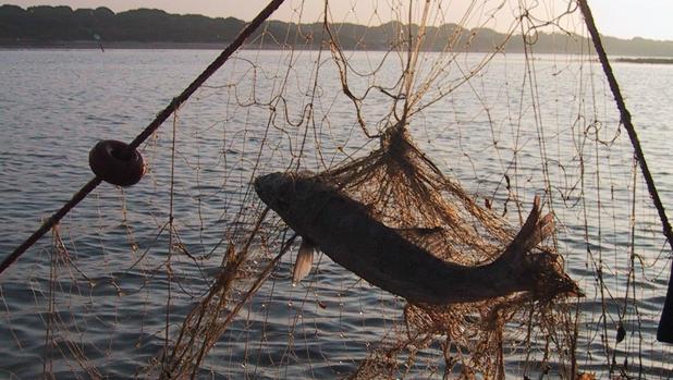 Ecologistas critica la pesca ilegal de atún en Algeciras «mientras la vigilancia está atracada a puerto»