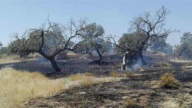 Declarado un incendio en una zona de eucaliptos de El Ronquillo