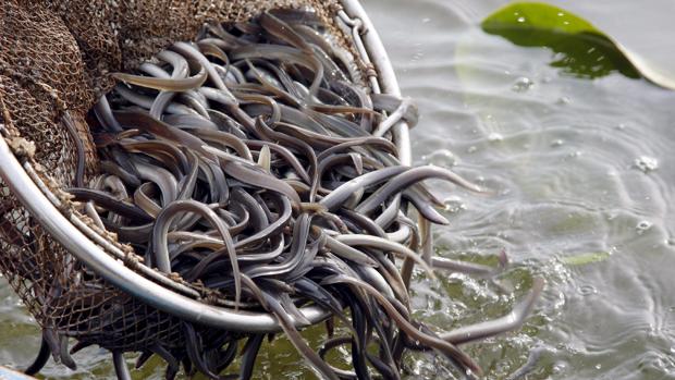 Medio Ambiente rescata 1.800 anguilas a punto de morir en el río Cachón en Barbate