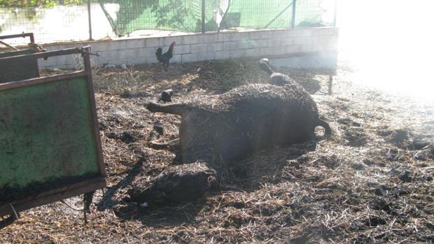 Incendia su propia finca en Bornos y acaba con la vida de un caballo