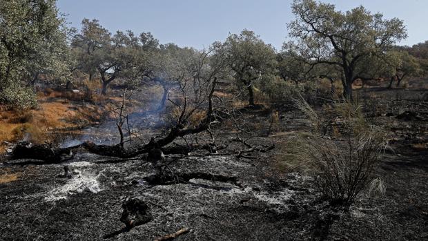 Zona afectada por el incendio del Castillo de las Guardas