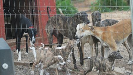 Algunos galgueros usan búnkeres para evitar el robo de sus perros