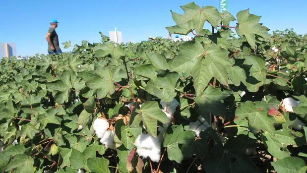 Campos de Lebrija sembrados de algodón